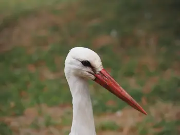 Kasteeltuinen Arcen (Nederland)